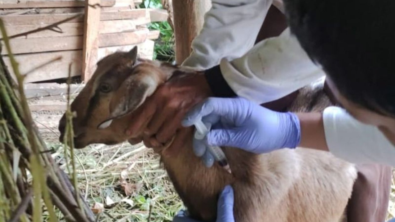 Kementerian Pertanian dan Dinas Peternakan Gunung Kidul bergerak cepat menangani kasus antraks di Gunung Kidul, Yogyakarta, menjelang Idul Adha 2025 dengan vaksinasi dan sosialisasi kepada peternak.