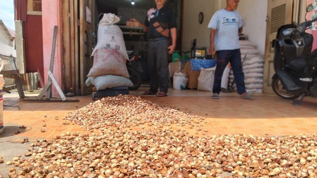 Harga Pinang di Abdya Tembus Rp13.000/Kg, Naik 85 Persen!
