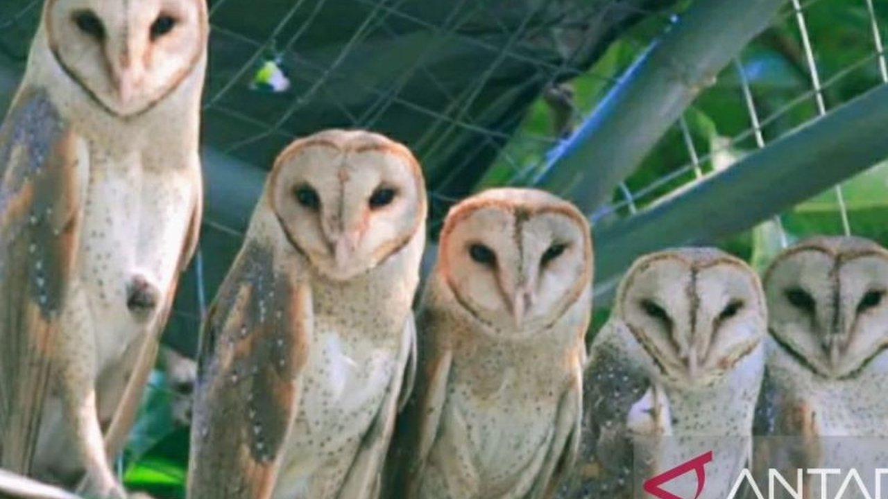 Peneliti BRIN ungkap penggunaan burung hantu jenis Tyto alba efektif kendalikan hama tikus di lahan pertanian, namun perlu strategi terpadu dan dukungan pemerintah.