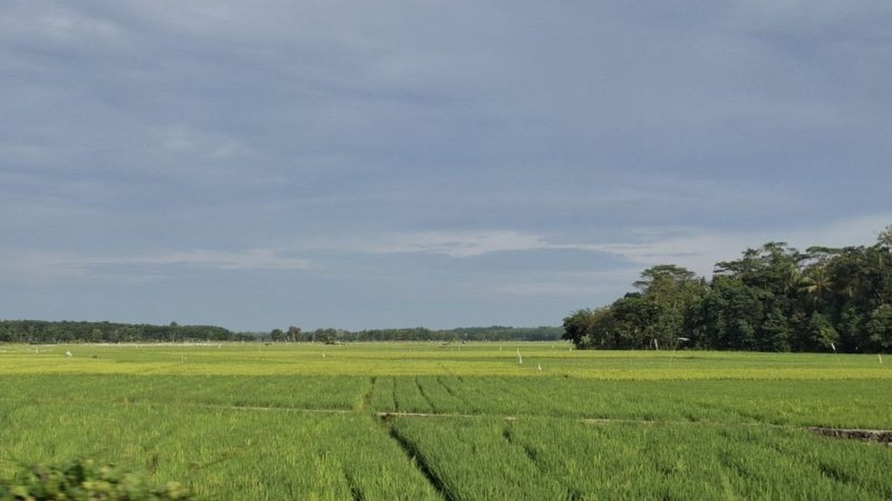 Perum Bulog Kanwil Lampung tetap menerima gabah petani meski terdampak cuaca buruk atau hama, dengan catatan memenuhi standar kualitas tertentu dan dilengkapi berita acara.