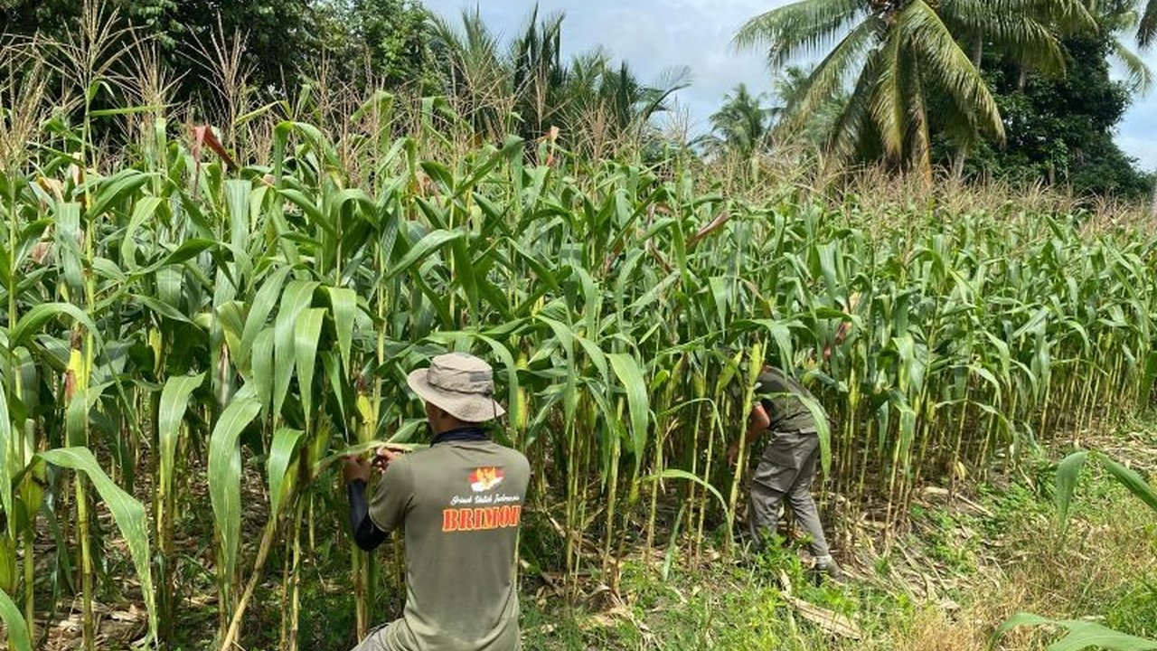 Satgas Madago Raya di Poso, Sulawesi Tengah, turut serta dalam program ketahanan pangan nasional dengan memanfaatkan lahan kosong untuk berkebun dan beternak, mendukung visi Presiden RI.