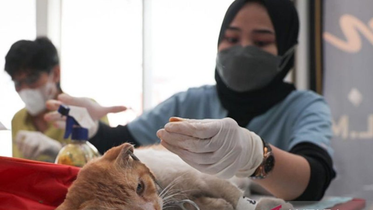 Pemerintah Kota Jakarta Timur melalui Sudin KPKP melakukan sterilisasi terhadap 111 kucing liar di Pasar Jatinegara untuk mengendalikan populasi dan menjaga kesejahteraan hewan.