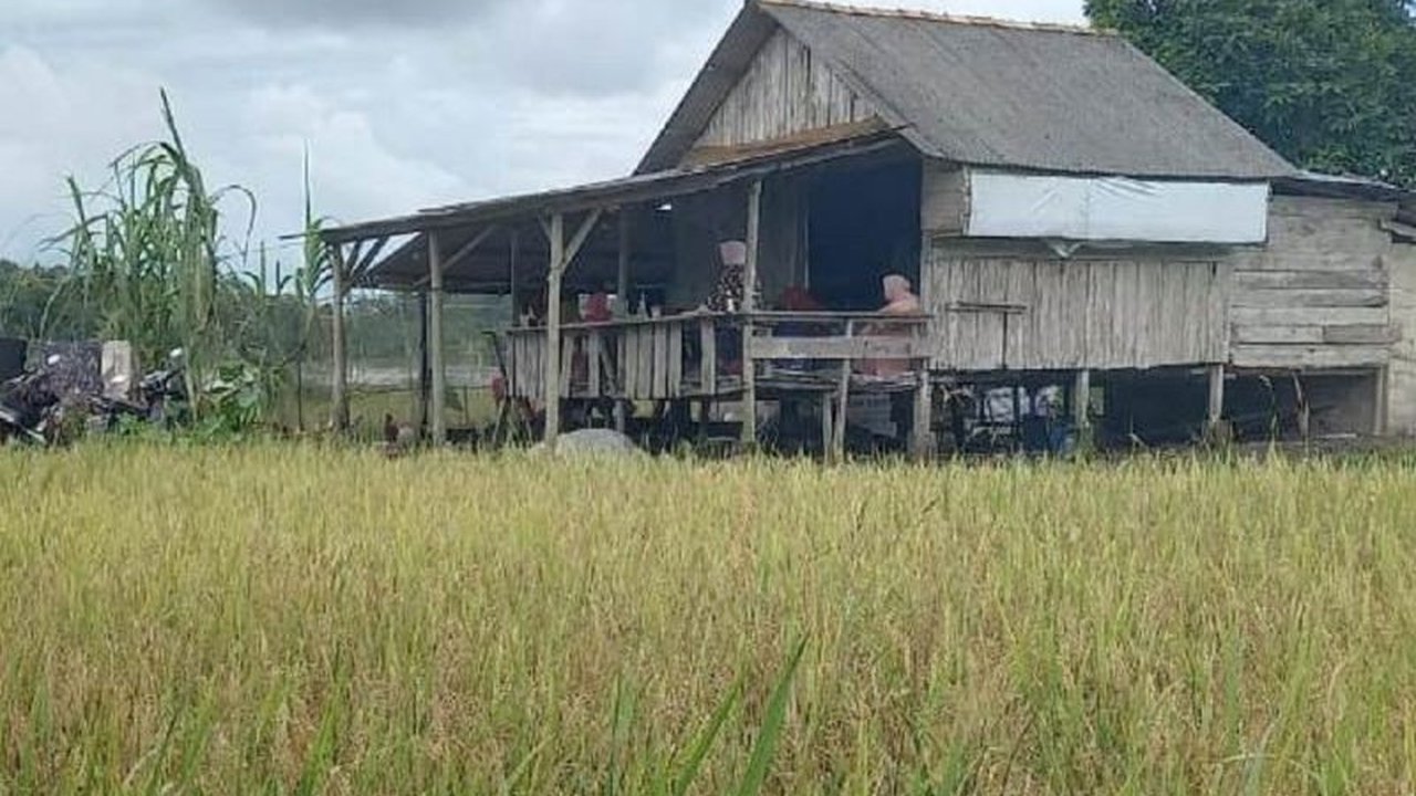 Bulog Serap 500.000 Ton Gabah Petani Bangka Selatan, Dorong Ketahanan Pangan Nasional