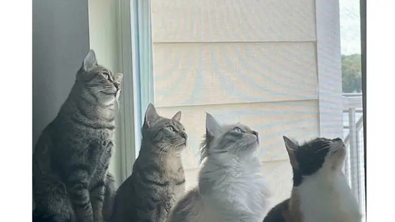 Potret lucu geng kucing lagi kepo tetangga, kompak melongok ke pintu dan jendela. (sumber: Reddit/kara77 via Bored Panda)