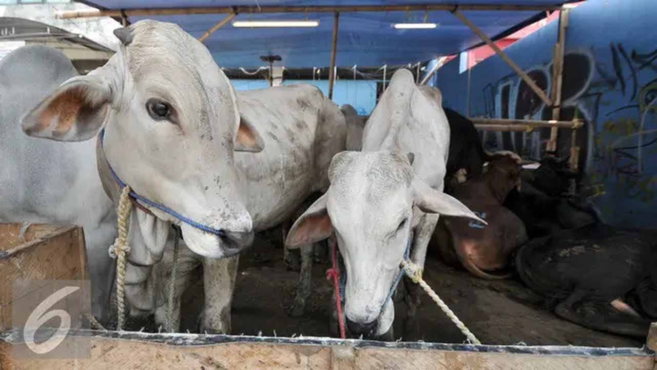 Sejumlah hewan kurban di kawasan Tanah Abang, Jakarta, Sabtu (3/9). Untuk harga Kambing dijual dengan harga Rp2,2-5,5 juta, sedangkan harga sapi Rp18-35 juta. (Liputan6.com/Yoppy Renato)