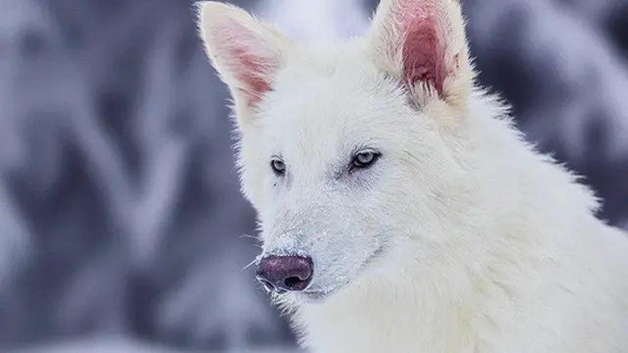 Dire Wolf (sumber: colossal biosciences)