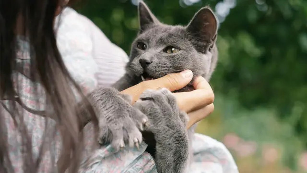 Ilustrasi seorang wanita yang sedang menggendong kucing (sumber foto: pexels.com/Mikhail Nilov)