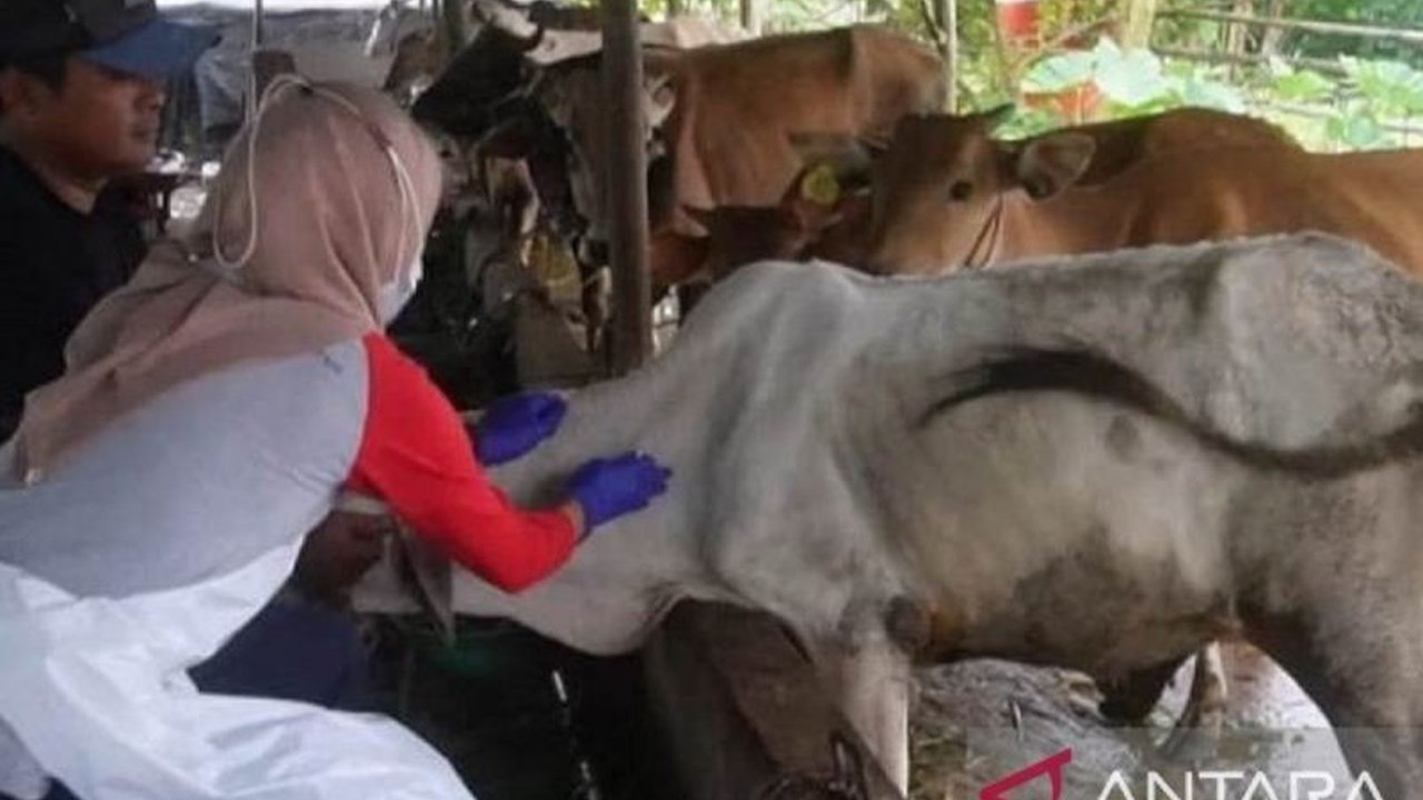 Pemerintah Provinsi Kepulauan Bangka Belitung gencar melakukan vaksinasi PMK untuk mencegah merebaknya penyakit tersebut pada hewan kurban menjelang Idul Adha 2025.