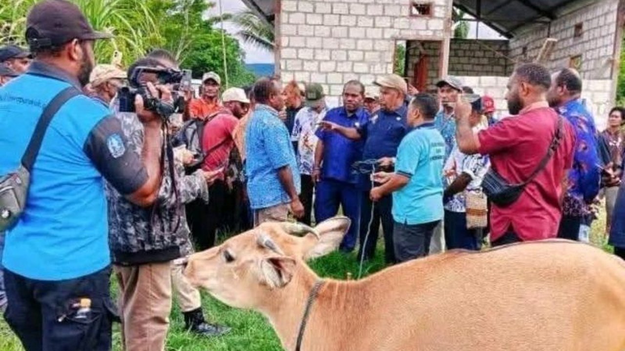 Pemerintah Kabupaten Jayapura menyerahkan bantuan ternak sapi kepada Kelompok Tani Grina Mandiri di Kampung Nimboran Sari untuk memberdayakan ekonomi lokal dan mendorong kemandirian masyarakat.