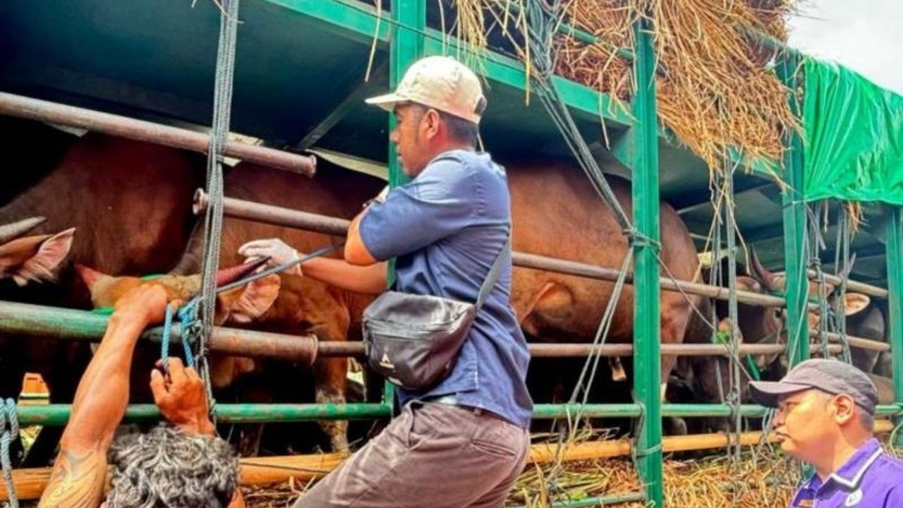 Balai Karantina NTB perketat pengawasan lalu lintas 6.556 sapi kurban dari Bima dan Dompu menuju Pulau Jawa menjelang Idul Adha,  memastikan kesehatan dan kelayakan hewan ternak.