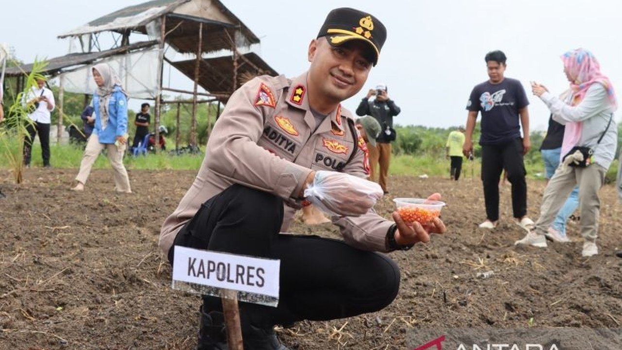 Polres Bangka Barat bersama kelompok tani dan BUMDes Pesisir Jaya Besamo di Desa Belolaut mengembangkan perkebunan jagung untuk mendukung ketahanan pangan nasional.