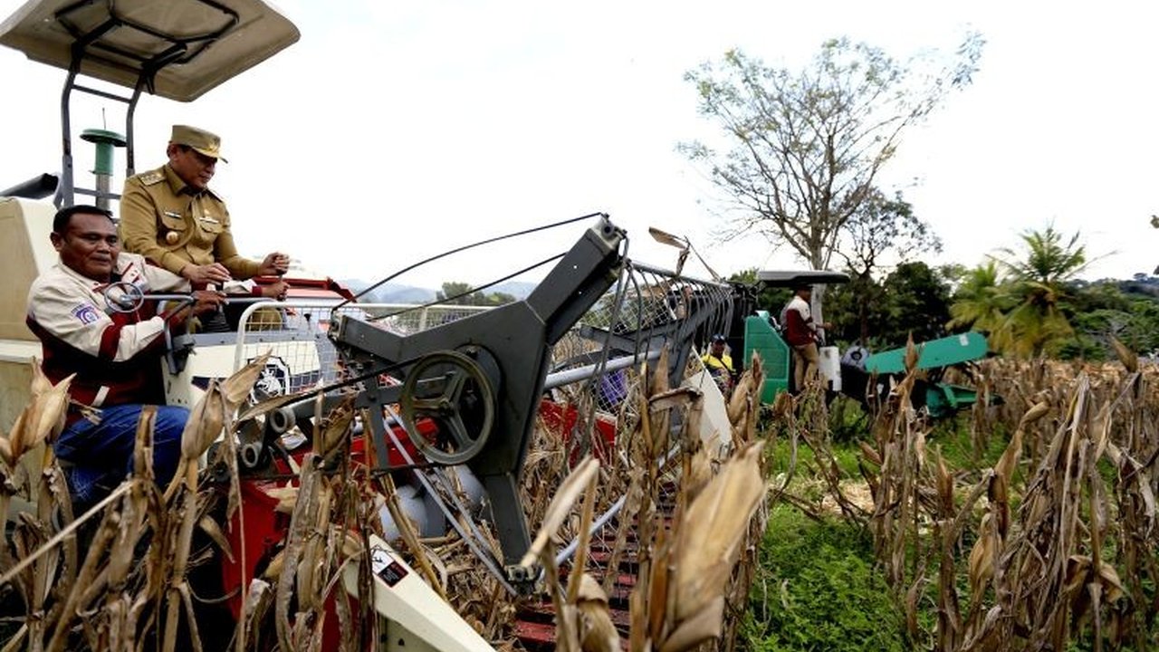 Panen Raya Jagung Gorontalo: Kerja Sama Pemprov, Polda, dan Pemkab Sukseskan Swasembada Pangan
