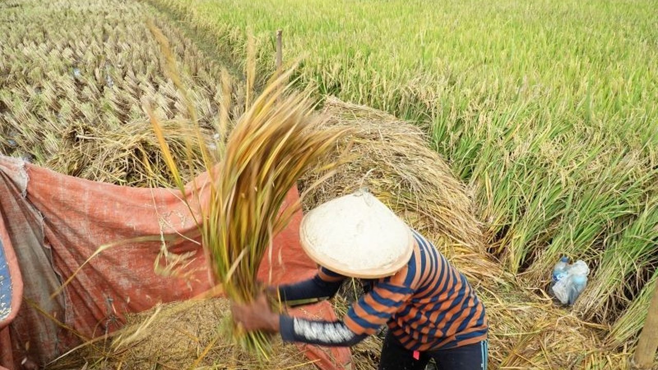 Dinas Pertanian Tulungagung bergerak cepat tanggulangi serangan hama kresek yang telah menyerang lebih dari 150 hektare sawah di 11 desa, dengan bantuan pestisida dan pemetaan sebaran hama.