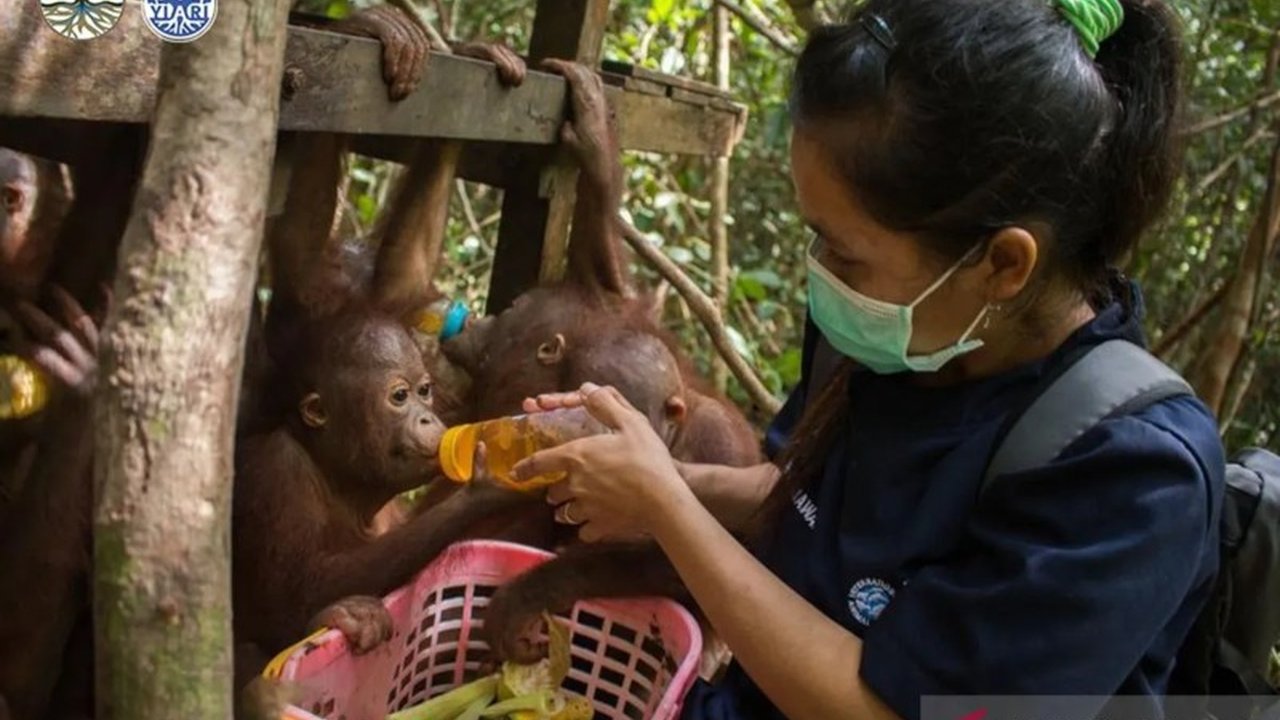 Upaya kolaboratif pemerintah, LSM, dan masyarakat di Kalimantan Barat untuk melindungi dua subspesies orang utan yang terancam punah,  Pongo pygmaeus pygmaeus dan Pongo pygmaeus wurmbii, melalui strategi konservasi yang komprehensif.