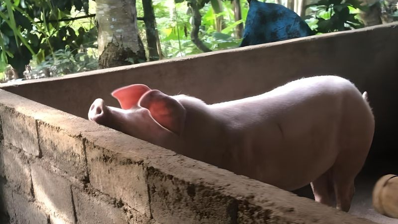 Harga babi di Bali meningkat signifikan menjelang Hari Raya Galungan dan Kuningan, memberikan keuntungan bagi peternak setelah sebelumnya mengalami kerugian.