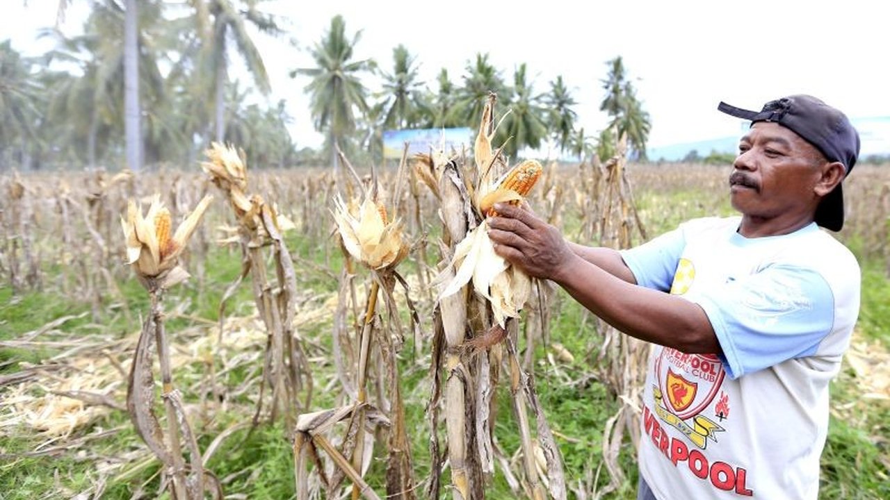 Pemprov Gorontalo Bantu Petani Jagung Capai Standar Bulog: Anggaran Lantai Jemur hingga Pengering Jagung
