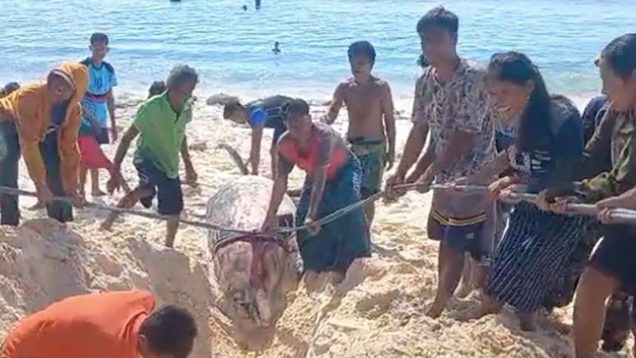 Balai Kawasan Konservasi Perairan Nasional (BKKPN) Kupang melaporkan penemuan bangkai Paus Paruh Blainville yang terdampar di perairan Sabu Raijua, Nusa Tenggara Timur,  menunjukkan pentingnya kolaborasi dalam konservasi laut.