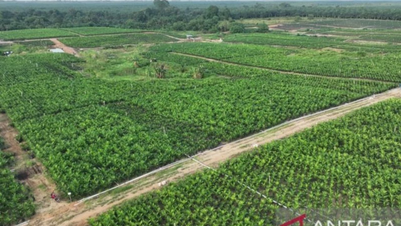 PTPN IV Regional III Riau menyiapkan 800 ribu bibit sawit unggul bersertifikat untuk percepatan program Peremajaan Sawit Rakyat (PSR) tahun 2025, demi meningkatkan produktivitas dan ketahanan pangan nasional.