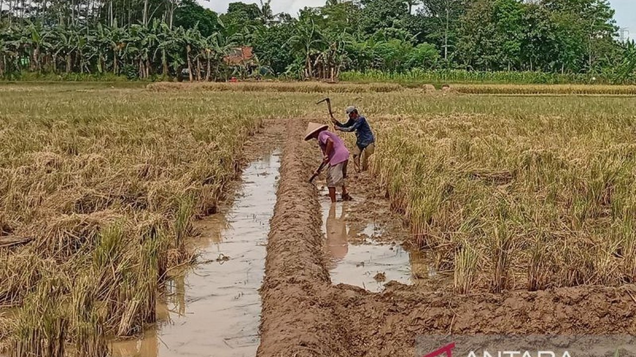 Dinas Pertanian Banyumas optimistis target tambah tanam 12.900 hektare pada April 2025 tercapai, didukung ketersediaan pupuk subsidi dan imbauan percepatan tanam kepada petani.