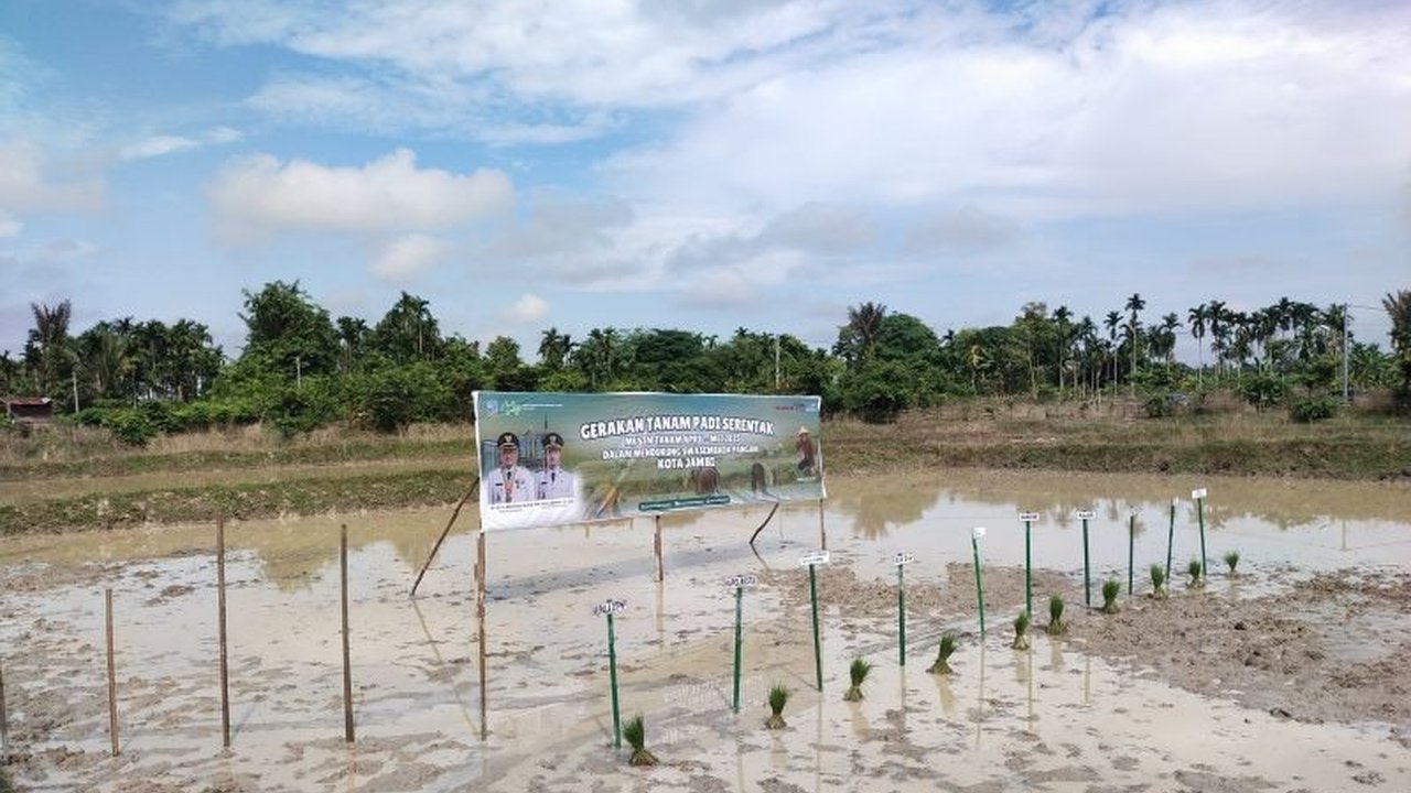 Pemkot Jambi melakukan penanaman padi seluas 520 hektare di empat kecamatan untuk menjaga ketahanan pangan, kendati beberapa lahan terdampak banjir.