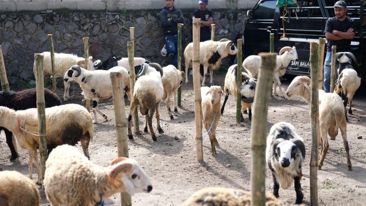 Pasar Hewan Limbangan di Garut kembali beroperasi setelah 10 tahun vakum, bertujuan meningkatkan perekonomian peternak dan pendapatan daerah melalui penjualan ternak domba dan kambing.