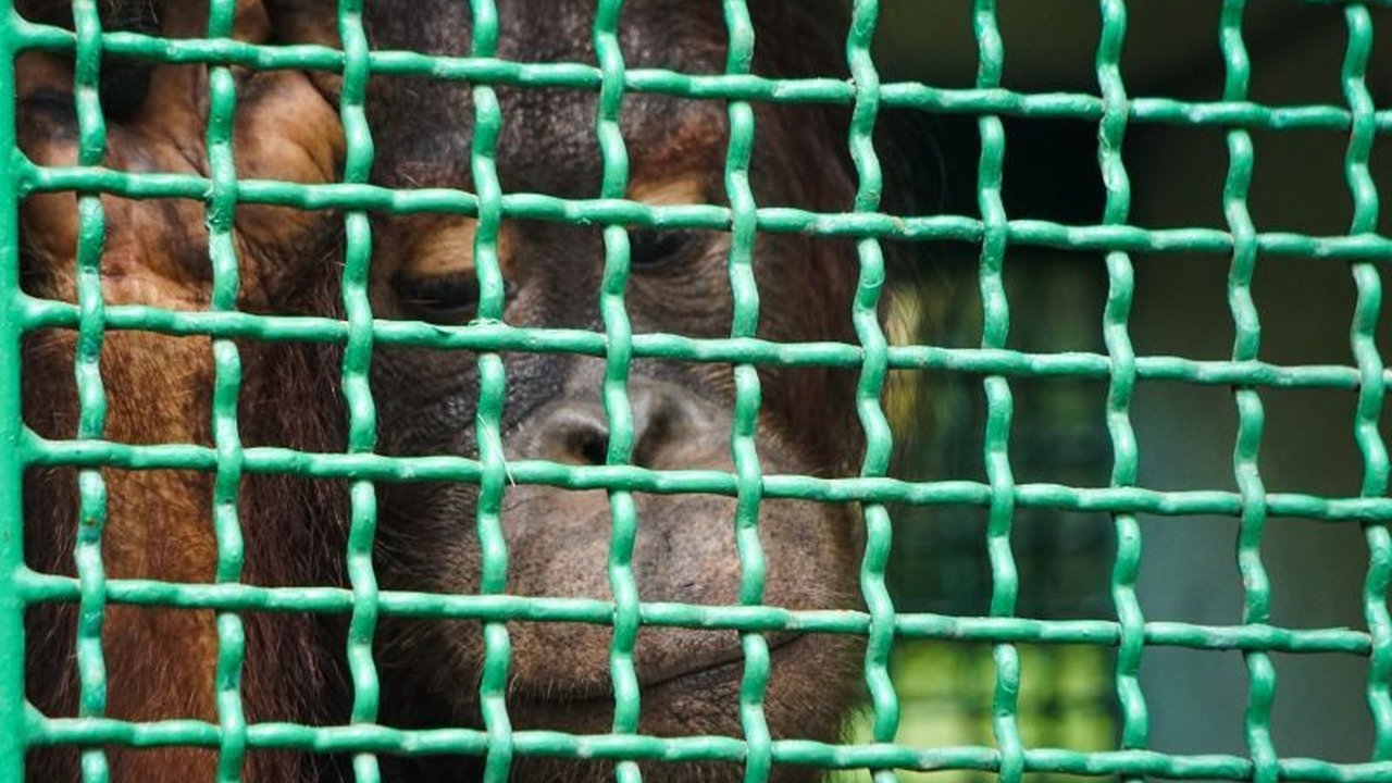Menteri Kehutanan melepasliarkan enam orang utan hasil rehabilitasi BOSF di Hutan Kehje Sewen, Kalimantan Timur, sebagai bukti nyata kolaborasi konservasi antara pemerintah dan lembaga swasta.