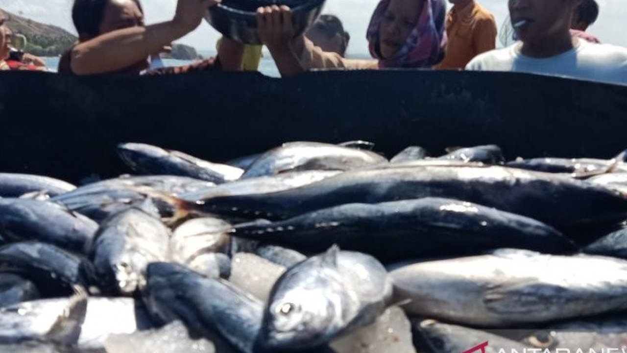 Tarif Ekspor AS 32 Persen: Harga Tuna NTB Anjlok, Nelayan Terdampak