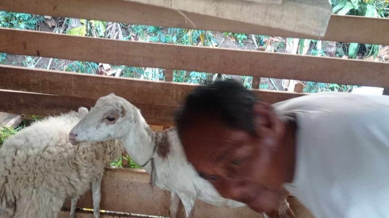 Pemkab Lebak, Banten, gencar awasi kesehatan hewan kurban jelang Idul Adha 2025 untuk mencegah penyakit dan memastikan daging aman dikonsumsi.