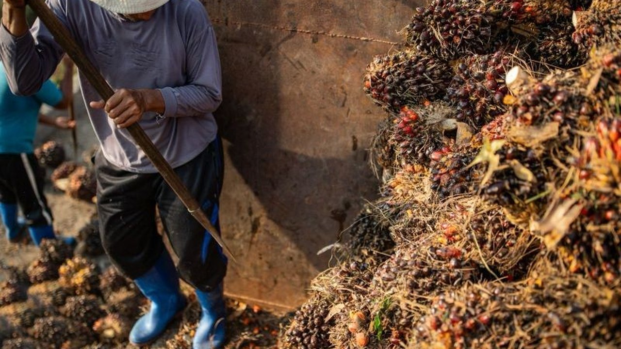 Yayasan IJMI mendorong peningkatan perlindungan pekerja sawit di Indonesia, khususnya di Kalimantan Barat, dengan fokus pada pemenuhan hak-hak dasar pekerja seperti upah layak dan jaminan kesehatan.