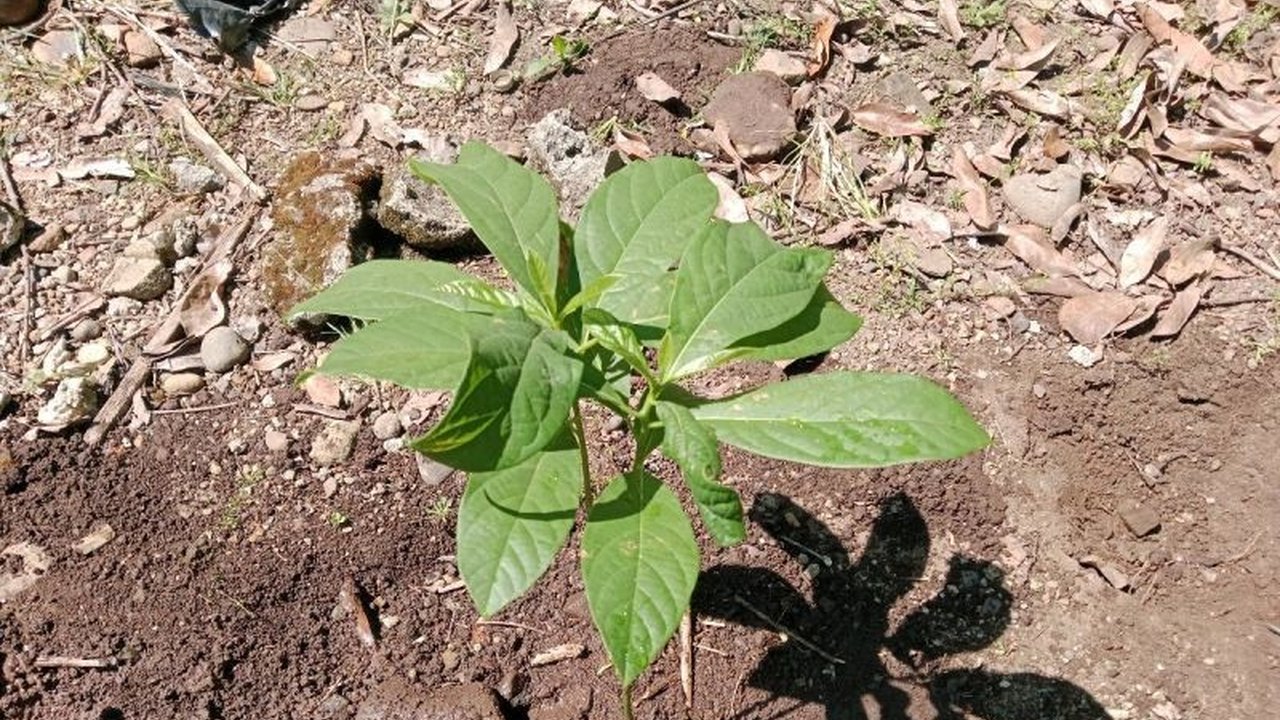 Kemenag Sumsel ikuti Gerakan Penanaman Satu Juta Pohon Matoa Kemenag RI dengan menanam 5.645 bibit pohon matoa dan pohon buah lainnya dalam rangka Hari Bumi Internasional 2025.