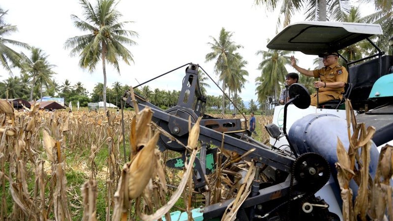 Pemkab Gorontalo Siapkan Alat Ukur Kekeringan Jagung, Dorong Petani Raih Harga Terbaik