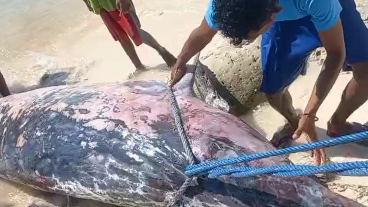 Kementerian Kelautan dan Perikanan (KKP) bersama masyarakat NTT berhasil menangani kasus paus paruh Blainville terdampar dan mati di Pantai Padahidoi, Kabupaten Sabu Raijua.