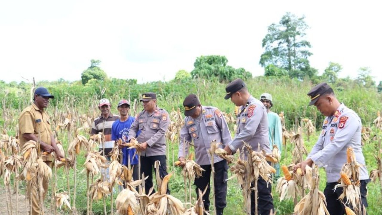 Polres SBT berhasil panen raya jagung satu ton bersama kelompok tani di Bula, Seram Bagian Timur, Maluku, sebagai upaya mendukung ketahanan pangan nasional.