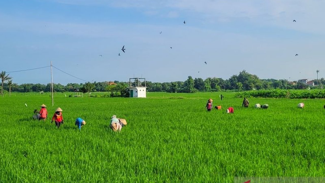 Penyerapan pupuk subsidi Urea dan NPK di Situbondo hingga April 2025 telah mencapai 20 persen dari alokasi, dengan petani diwajibkan menebus kedua jenis pupuk untuk hasil panen optimal.