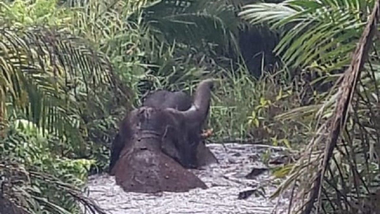 Pemasangan 82 kilometer pagar listrik tegangan rendah di Aceh berhasil mengurangi konflik antara manusia dan satwa liar, khususnya gajah, berkat kerja sama BKSDA Aceh dan masyarakat.