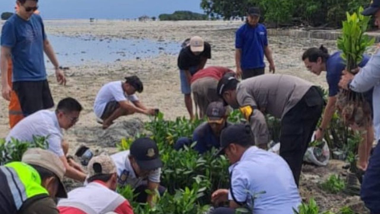Ribuan Bibit Mangrove Ditanam di Pulau Pari untuk Cegah Abrasi