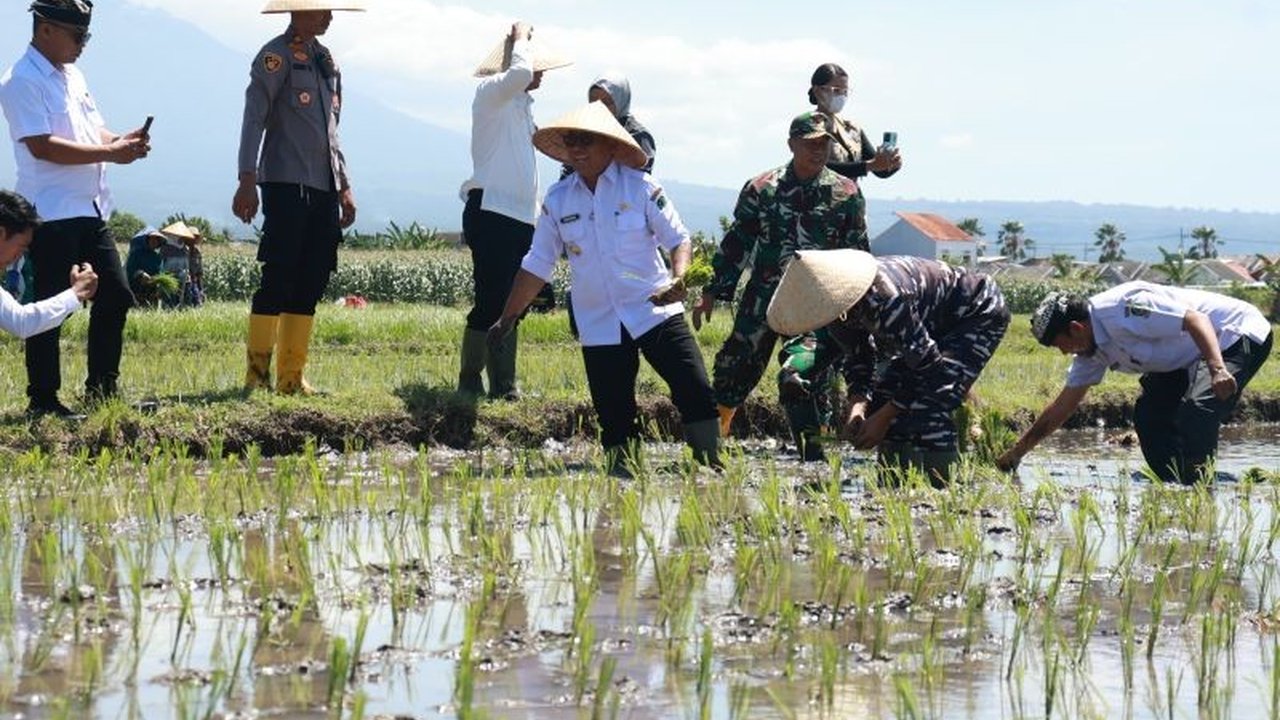 Pemkab Banyuwangi bertekad mencapai target tanam padi seluas 151.048 hektare pada tahun ini untuk mendukung swasembada pangan nasional, dengan berbagai strategi peningkatan produktivitas.