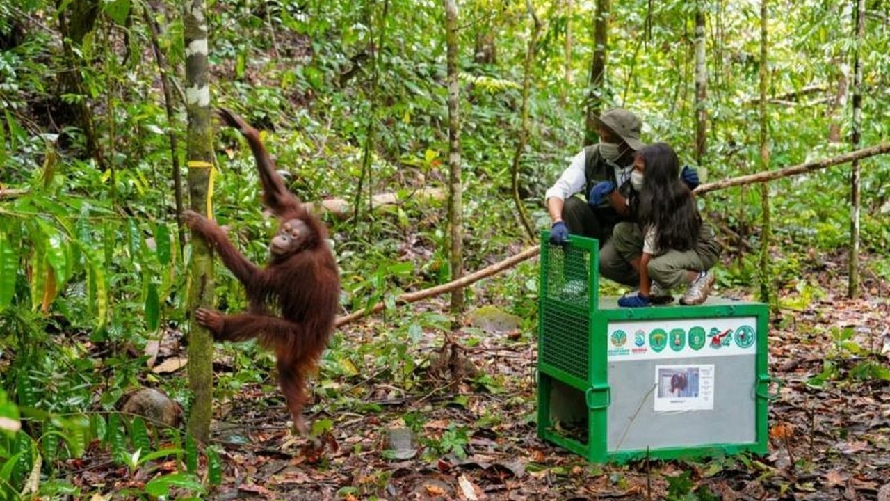 Menteri Kehutanan, Raja Juli Antoni, menegaskan komitmennya dalam menjaga populasi orang utan dengan pendekatan lestari yang menyeimbangkan pembangunan dan kesejahteraan masyarakat.