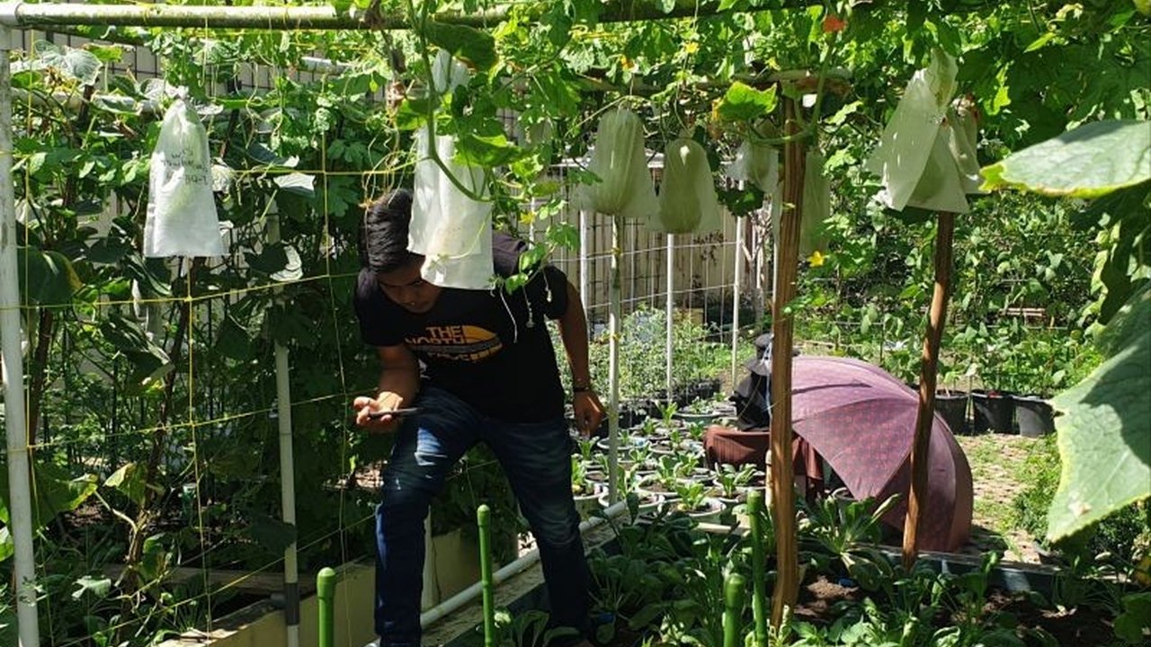 Sumatera Selatan gencar optimalkan Gerakan Sumsel Mandiri Pangan (GSMP) dengan mengajak masyarakat, khususnya ibu rumah tangga, untuk memanfaatkan pekarangan rumah guna mengurangi ketergantungan pada pasokan pangan pasar.