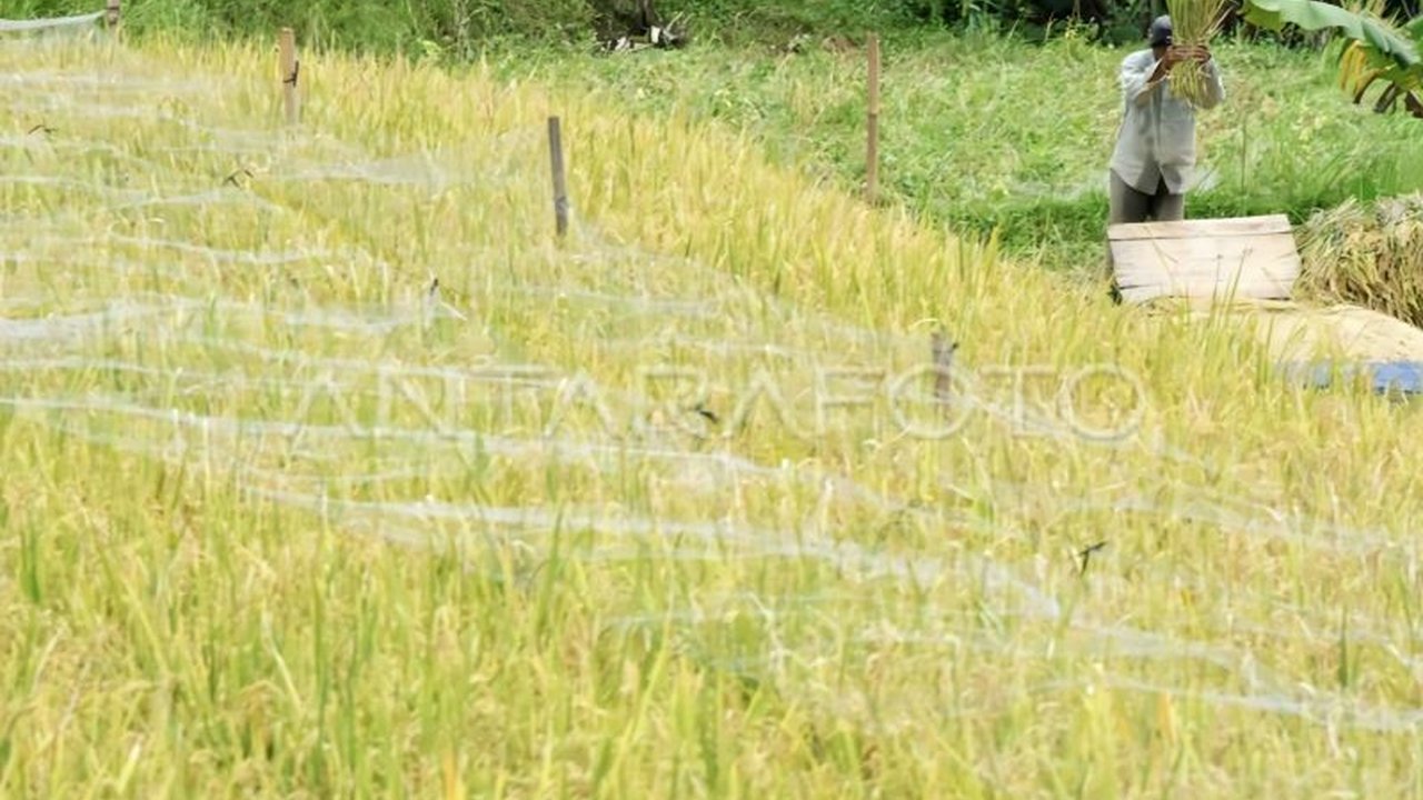 Dinas Pertanian Kotawaringin Timur dan Perum Bulog memberikan edukasi kepada petani setempat tentang optimalisasi penanganan pascapanen untuk menstabilkan harga gabah dan beras serta meningkatkan kesejahteraan petani.