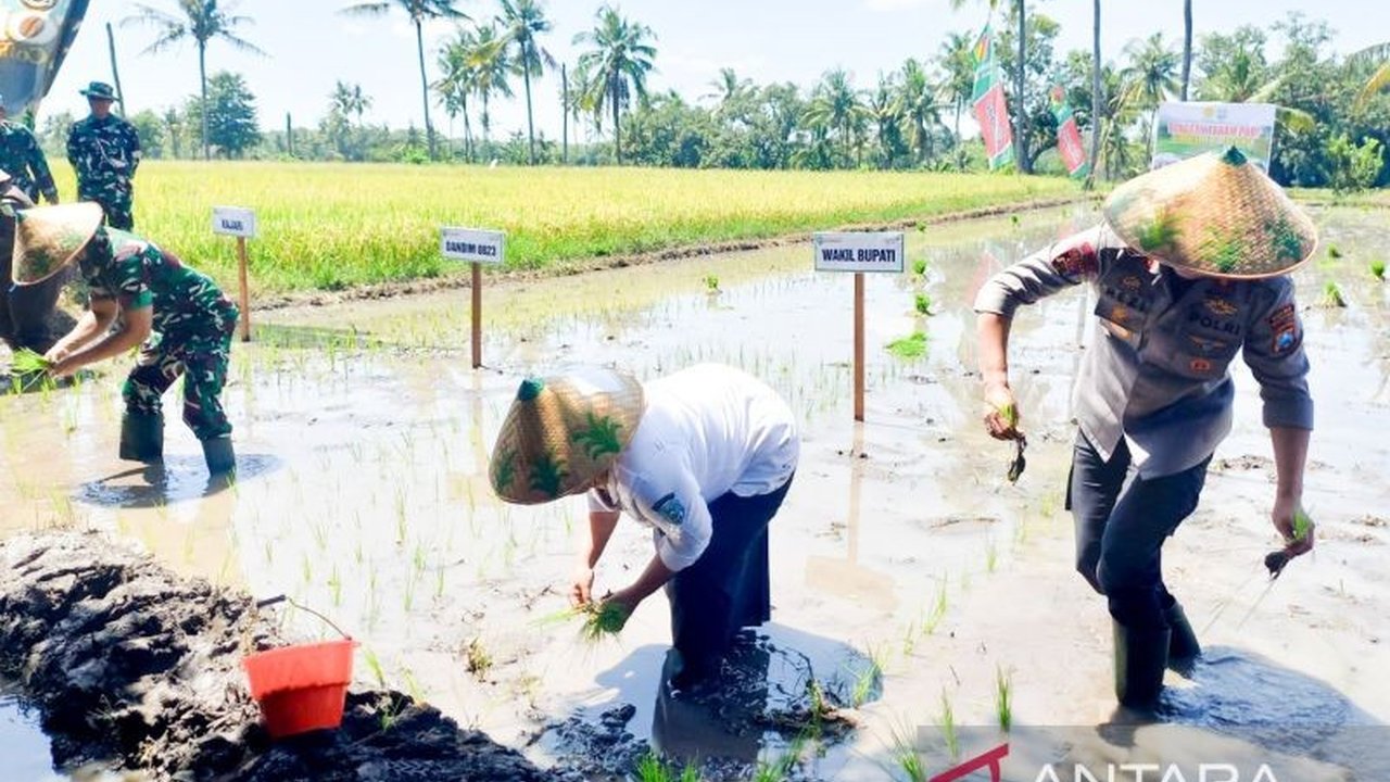 Situbondo Tanam Padi 24.352 Hektare, Target Swasembada Pangan 2025