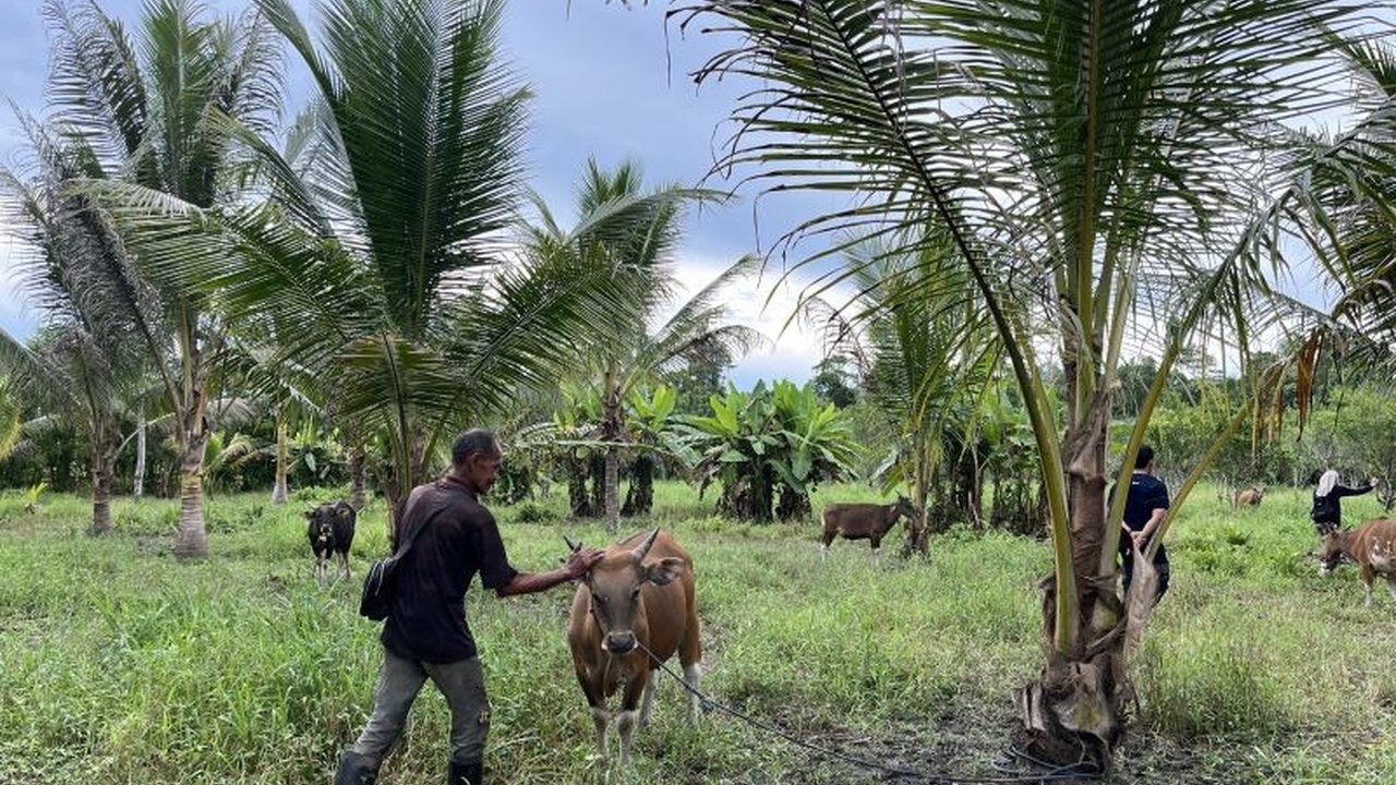 Program pemberdayaan peternak di Maluku oleh Human Initiative, tak hanya menyalurkan hewan kurban, tetapi juga meningkatkan perekonomian dan kesejahteraan peternak lokal.
