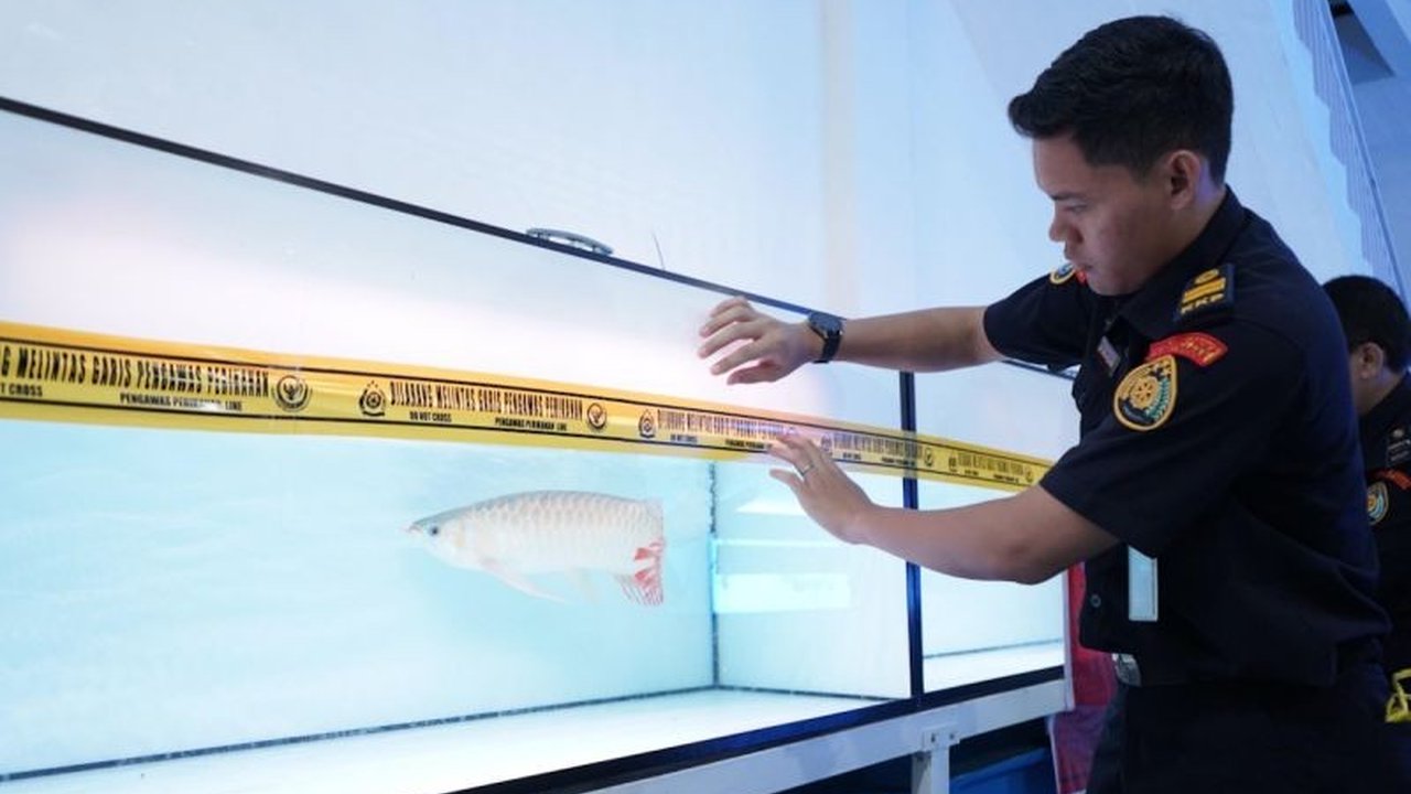 Kementerian Kelautan dan Perikanan (KKP) menyegel 545 ekor Arwana Super Red yang diperdagangkan ilegal di Pontianak, Kalimantan Barat, karena melanggar aturan perlindungan spesies.