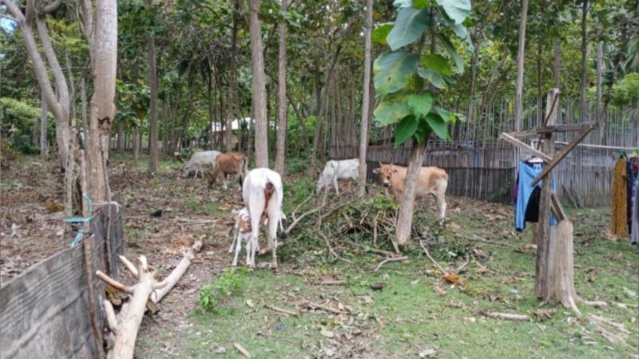 Pemkab Donggala akan menindak tegas pemilik ternak yang membiarkan hewannya berkeliaran di tempat umum dengan denda hingga Rp350 ribu per ekor sapi dan membentuk Satgas penertiban.
