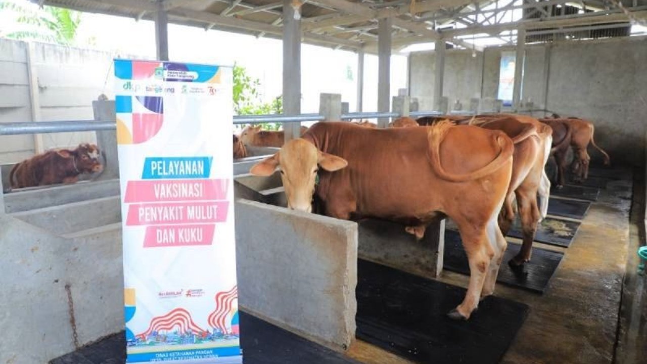 Dinas Ketahanan Pangan Kota Tangerang telah melakukan vaksinasi PMK kepada 859 ekor sapi sejak awal tahun 2025 untuk mencegah penyebaran penyakit dan menjaga produktivitas ternak.
