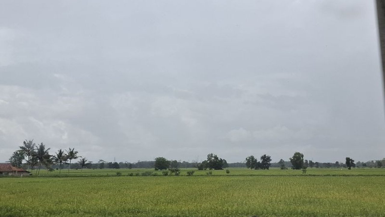 Pemerintah Provinsi Lampung berambisi meningkatkan produksi padi hingga 3,5 juta ton GKG pada 2025 untuk memperkuat ketahanan pangan, dengan dukungan penuh terhadap petani.