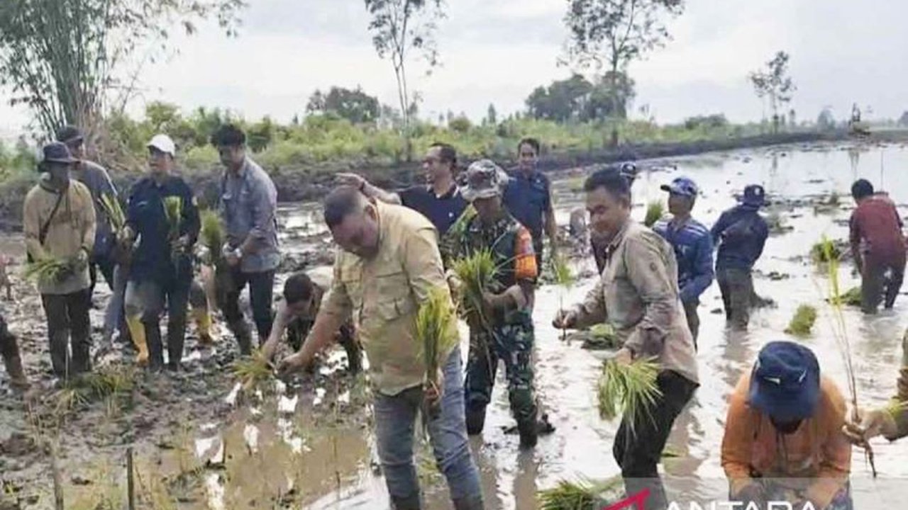 Ditjen PSP Tanam Perdana Padi di Lahan Cetak Sawah Kapuas, Kalteng