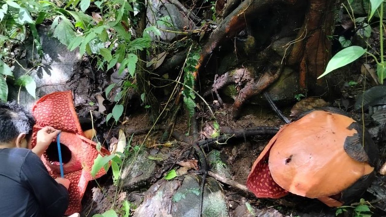 Dua bunga Raflesia Tuan-Mudae mekar bersamaan di Cagar Alam Maninjau, Sumatera Barat, salah satu lokasi langka di dunia untuk spesies ini.
