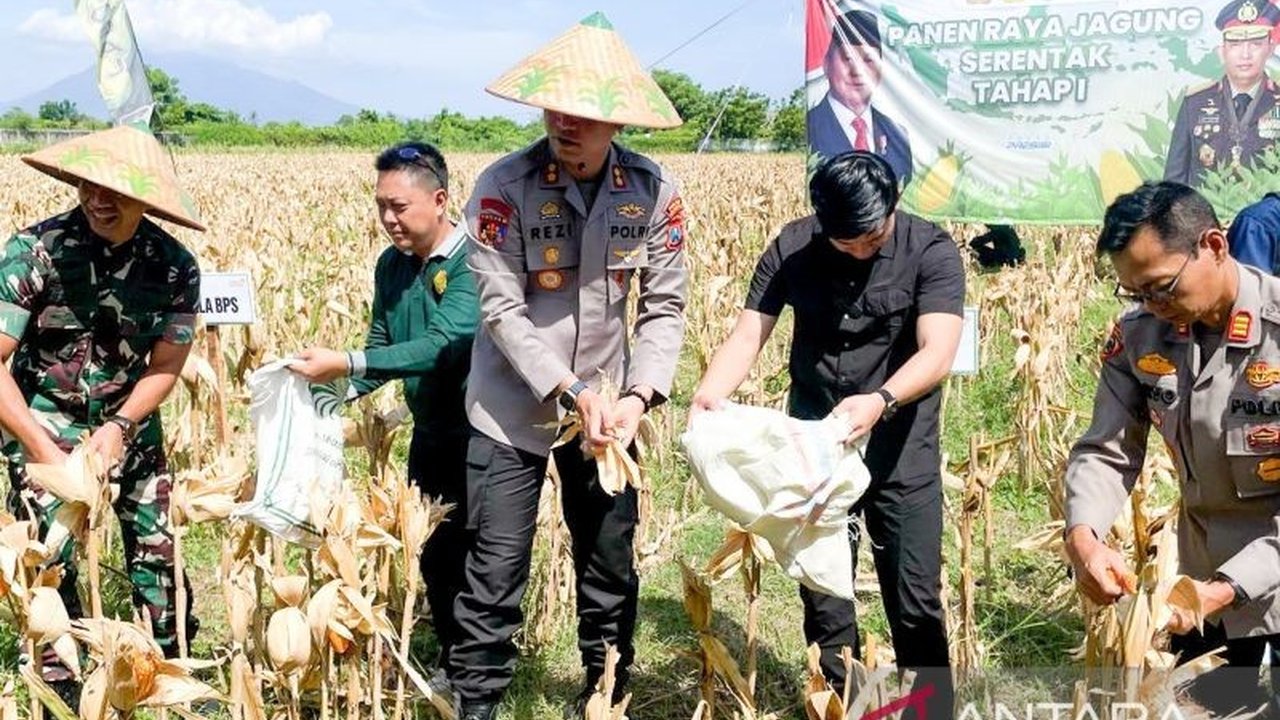 Pemkab Situbondo berhasil tanam jagung seluas 10.000 hektare pada Januari-April 2025, optimis capai target 61.954 hektare dengan dukungan TNI/Polri dan Perhutani.