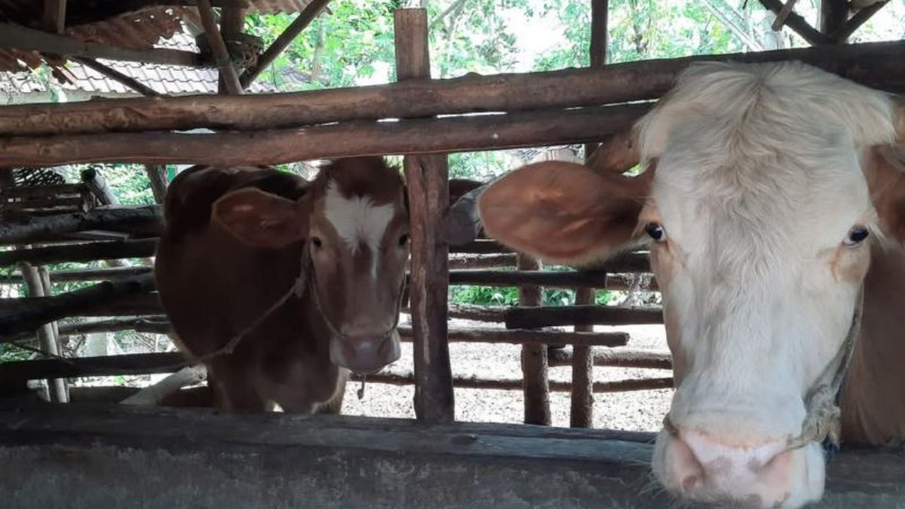 Ketersediaan hewan kurban di Lombok Timur tercukupi untuk memenuhi kebutuhan masyarakat Pulau Lombok menjelang Idul Adha, bahkan surplus.
